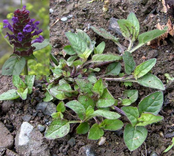 picture of SELFHEAL