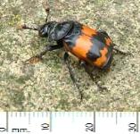 picture of a SEXTON BEETLE click for more information