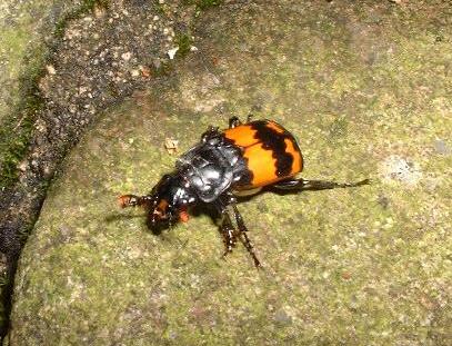 picture of a Sexton Beetle