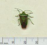 picture of HAWTHORN SHIELD BUG