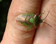 image of a Hawthorne Shield Bug