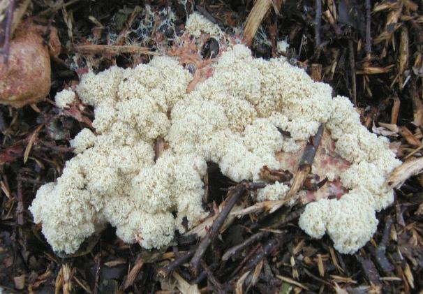 image of slime mould