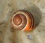 picture of Snail click for more information