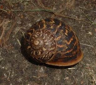picture of a Garden Snail