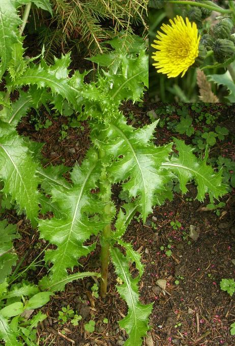 picture of PRICKLY SOW-THISTLE