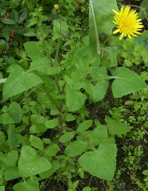 picture of SMOOTH SOW-THISTLE