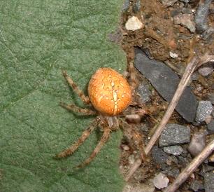 female garden spider