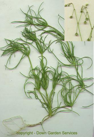picture of CORN SPURRY