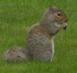 picture of a GREY SQUIRREL click for more information