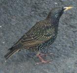 picture of a STARLING click for more information