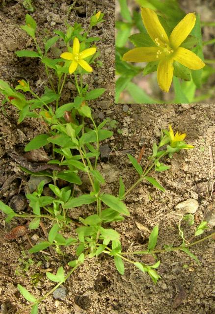 picture of Trailing St John's Wort