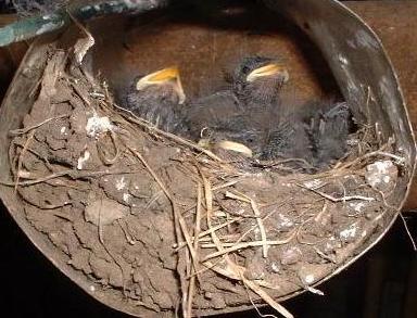 picture of newly hatched swallows