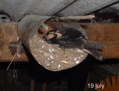 picture of fledgling swallows
