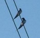 picture of a SWALLOWS click for more information
