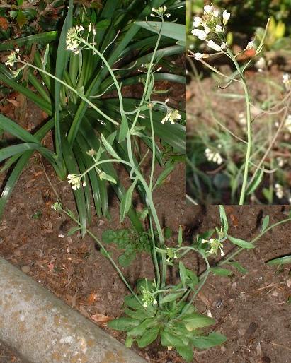 picture of Thale Cress, Common Wall Cress