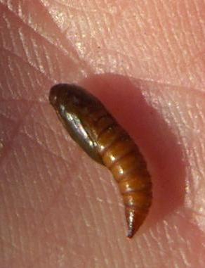 picture of tortrix moth pupa