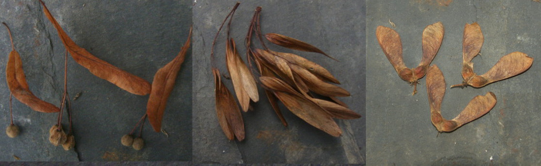 image of tree seeds