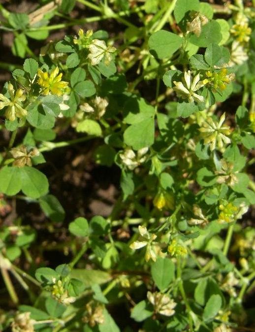 picture of LESSER TREFOIL