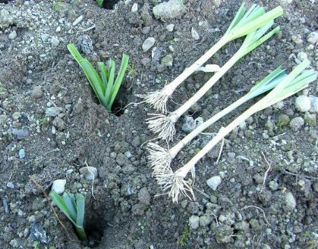 image to show planting leeks