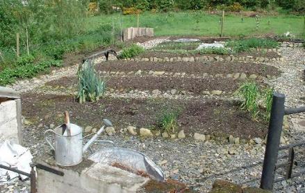 picture of the vegetable plot