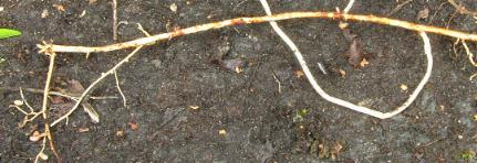 picture of tufted vetch roots