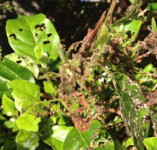 picture of VIBURNUM BEETLE DAMAGE click for more information