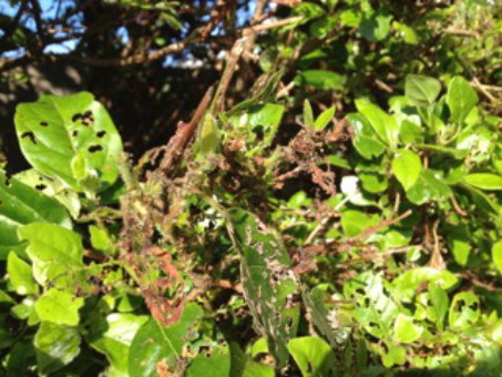 image of leaf damage by Viburnum Beetle