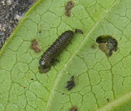 image of Viburnum Beetle larva