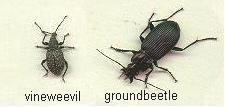 picture comparing vine wevil with a ground beetle