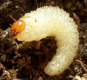 picture of a vineweevil grub