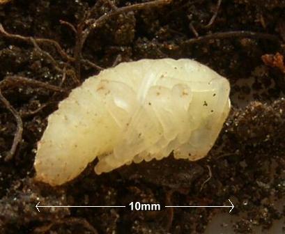 picture of a vineweevil prepupa