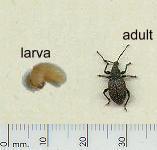 picture of VINE WEEVIL click for more information