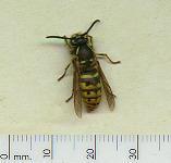 picture of a WASP click for more information
