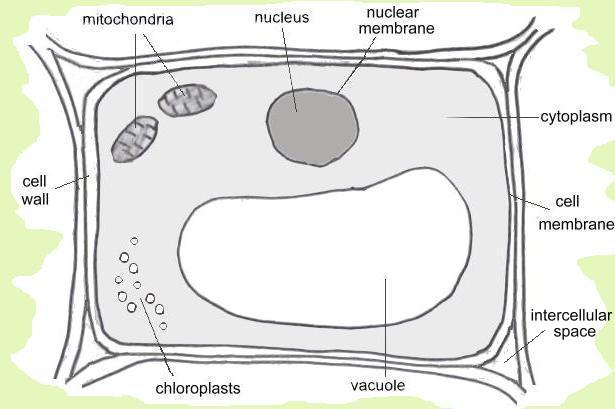 diagram of a typical plant cell