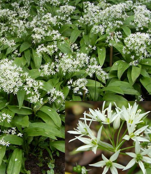 image of Wild Garlic, Ramsons