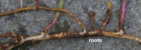 picture of ROSEBAY WILLOWHERB ROOTS