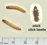 picture of WIREWORM click for more information