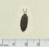 picture of a WOODLOUSE click for more information